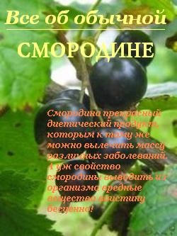 Книга Все об обычной смородине