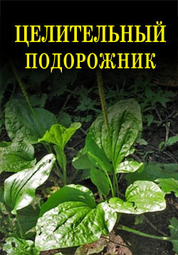 Книга Целительный подорожник