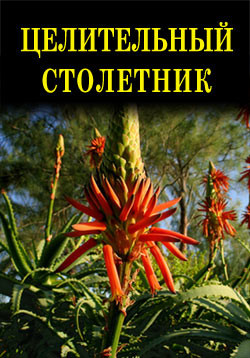 Книга Целительный столетник