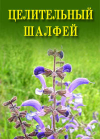 Книга Целительный шалфей