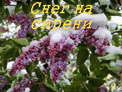 Книга Снег на сирени