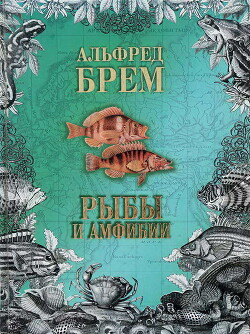 Читать онлайн книгу Жизнь животных. Рыбы и амфибии автор Брем Альфред Эдмунд Книга Жизнь животных. Рыбы и амфибии