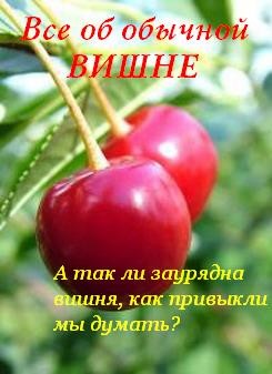 Книга Все об обычной вишне